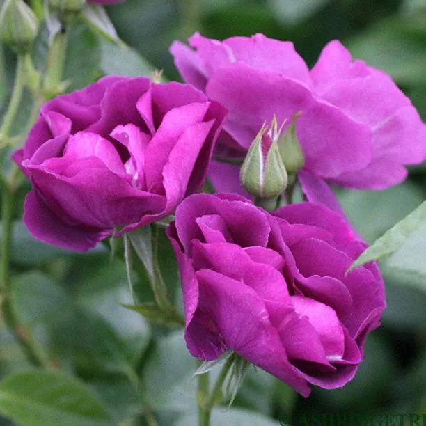 Rhapsody In Blue Rose (Rosa Rhapsody In Blue) 2